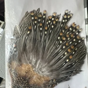 Jungle cock - Image 2