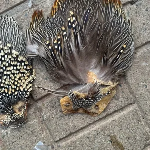 Jungle cock - Image 3