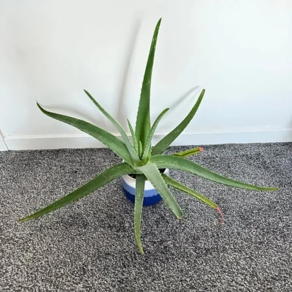 Aloe plant
