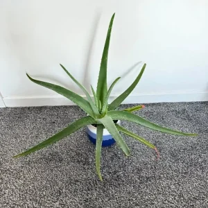Aloe plant