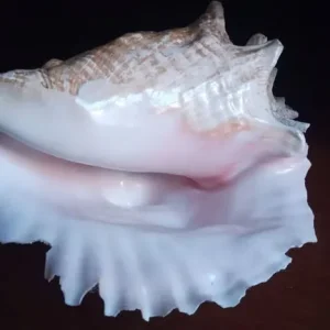 Queen Conch Shell. Large 9inch 23cm long. Natural state - Image 2