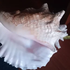 Queen Conch Shell. Large 9inch 23cm long. Natural state - Image 3
