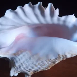 Queen Conch Shell. Large 9inch 23cm long. Natural state - Image 4