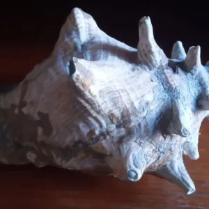 Queen Conch Shell. Large 9inch 23cm long. Natural state - Image 6