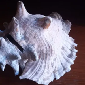 Queen Conch Shell. Large 9inch 23cm long. Natural state - Image 7