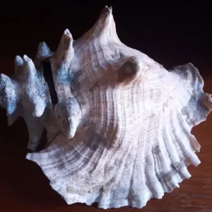 Queen Conch Shell. Large 9inch 23cm long. Natural state - Image 8
