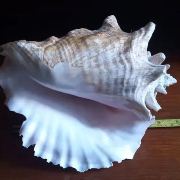 Queen Conch Shell. Large 9inch 23cm long. Natural state