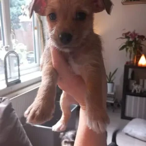 Chorkie puppy - Image 2