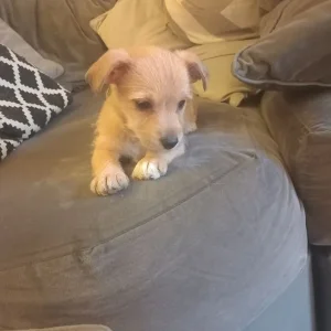 Chorkie puppy - Image 4