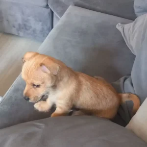 Chorkie puppy - Image 5