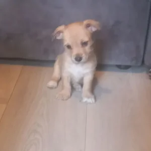 Chorkie puppy - Image 6