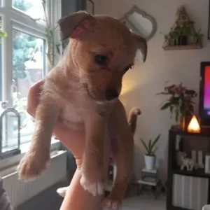 Chorkie puppy