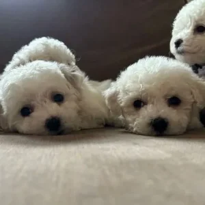 BICHON FRISE PUPPIES FROM A FAMILY HOME IN CWMBRAN, TORFAEN - Image 2