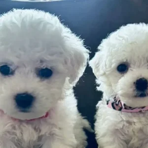 BICHON FRISE PUPPIES FROM A FAMILY HOME IN CWMBRAN, TORFAEN - Image 3
