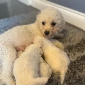 BICHON FRISE PUPPIES FROM A FAMILY HOME IN CWMBRAN, TORFAEN - Image 4
