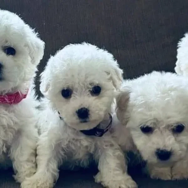 BICHON FRISE PUPPIES FROM A FAMILY HOME IN CWMBRAN, TORFAEN