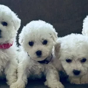 BICHON FRISE PUPPIES FROM A FAMILY HOME IN CWMBRAN, TORFAEN