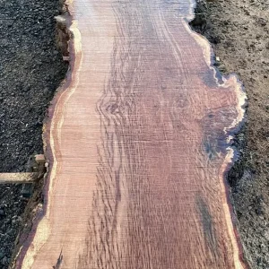 Hardwood timber – oak, ash, beech, sycamore, elm, cherry - Image 4