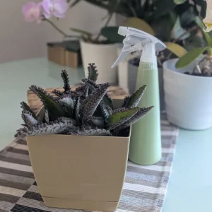Live baby alligator plant with pot - Image 2