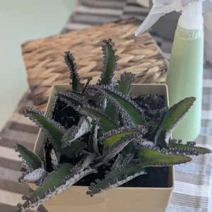 Live baby alligator plant with pot - Image 3