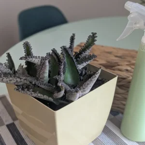 Live baby alligator plant with pot