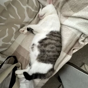 Mimi, white and tabby domestic shorthair cat - Image 3