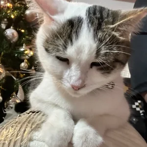 Mimi, white and tabby domestic shorthair cat - Image 6