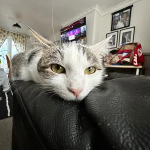 Mimi, white and tabby domestic shorthair cat - Image 7