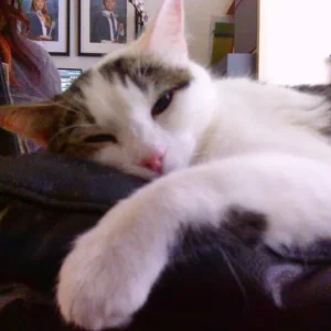 Mimi, white and tabby domestic shorthair cat - Image 8