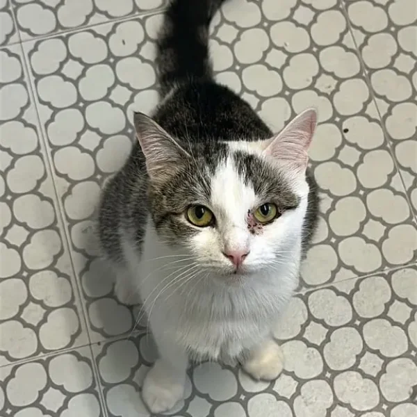Mimi, white and tabby domestic shorthair cat