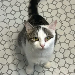 Mimi, white and tabby domestic shorthair cat