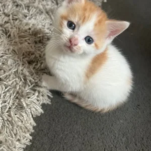 Beautiful Male Kitten - Image 2