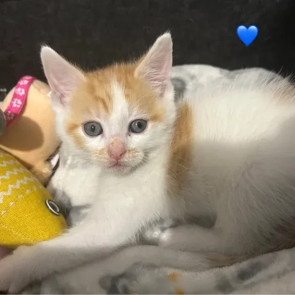 Beautiful Male Kitten