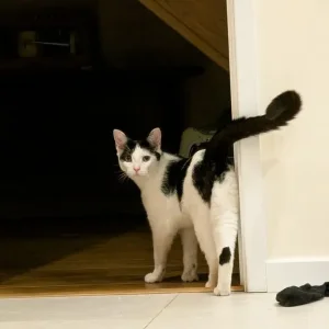Shadow the little cat - Image 2