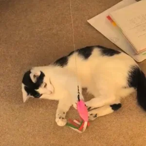 Shadow the little cat