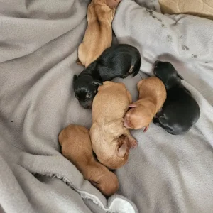 Miniture Dachshund Puppies - Image 2