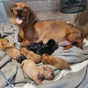 Miniture Dachshund Puppies - Image 3