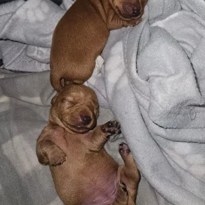 Miniture Dachshund Puppies - Image 4
