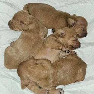Miniture Dachshund Puppies - Image 5