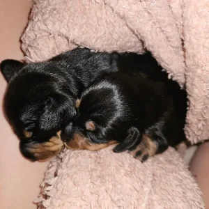 Miniture Dachshund Puppies - Image 6