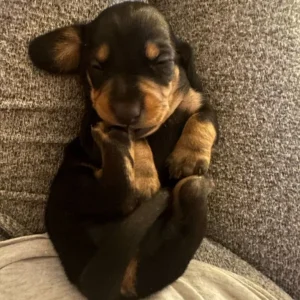 Miniture Dachshund Puppies - Image 7