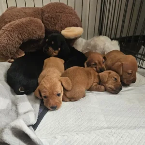Miniture Dachshund Puppies - Image 8