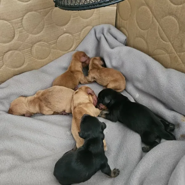 Miniture Dachshund Puppies