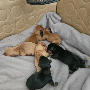 Miniture Dachshund Puppies