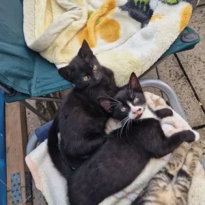 5 kittens, litter trained and ready to go - Image 2