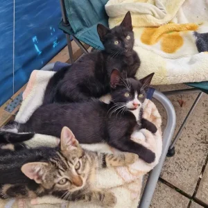 5 kittens, litter trained and ready to go - Image 4