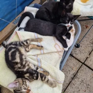 5 kittens, litter trained and ready to go - Image 6