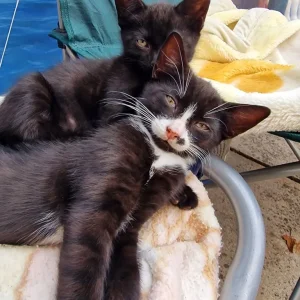 5 kittens, litter trained and ready to go - Image 7