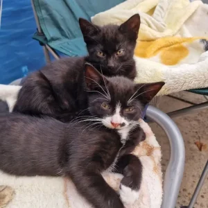 5 kittens, litter trained and ready to go - Image 8