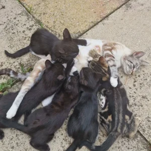 5 kittens, litter trained and ready to go